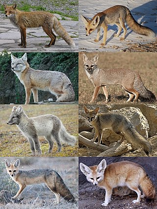 <i>Vulpes</i> Genus of the sub-family Caninae