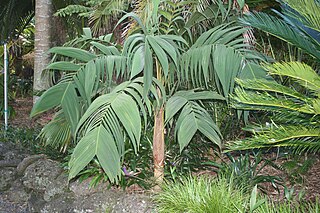 <i>Geonoma</i> Genus of palms