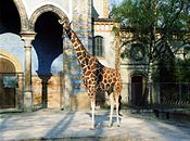 Giraff på Berlins zoo.