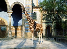 Giraffe-berlin-zoo.jpg