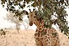 One of the last wild giraffes in West Africa peeks under a tree