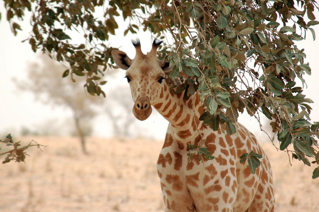 Girafe du Niger