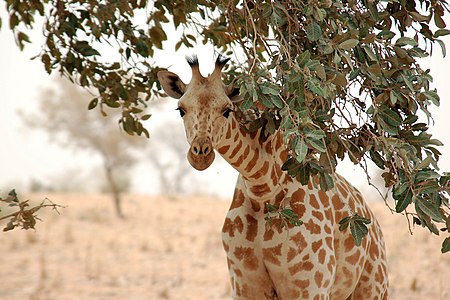 Tập_tin:Giraffe_koure_niger_2006.jpg