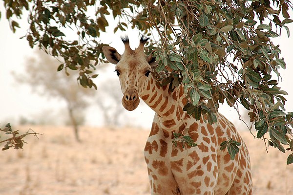 West Africa's last remaining wild Giraffe herd lives in Niger