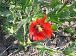 Glaucium corniculatum (flower).jpg