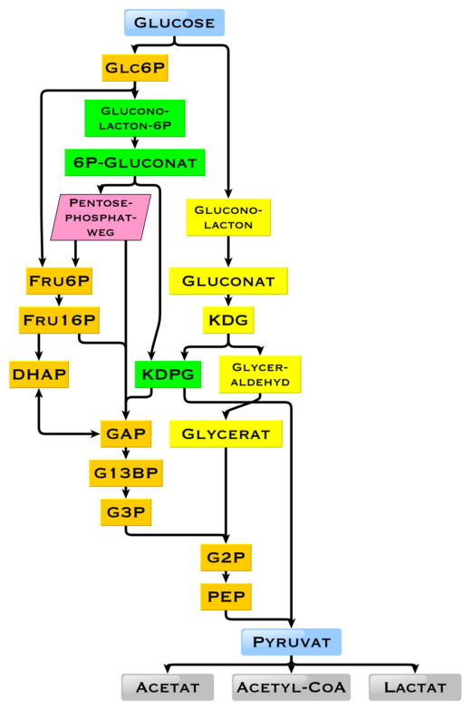 Diagram showing the possible intermediates in glucose degradation; Metabolic pathways orange: glycolysis, green: Entner-Doudoroff pathway, phosphorylating, yellow: Entner-Doudoroff pathway, non-phosphorylating
