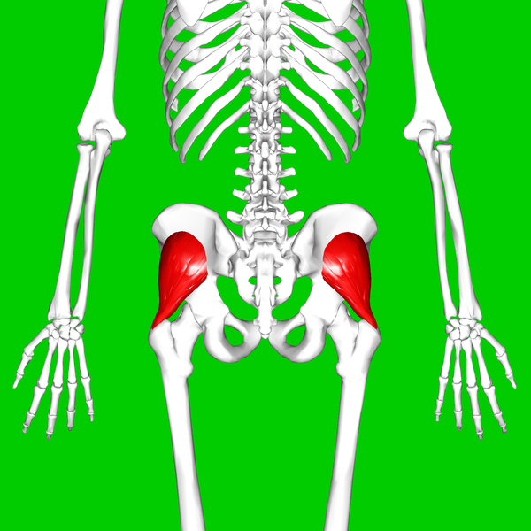 File:Gluteus minimus muscle07.png