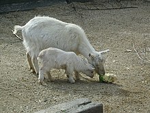 A mother goat and kid at Family Farm
