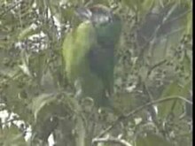 پرونده: Golden-throated Barbet.ogv