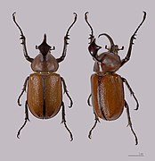 Golofa claviger (2-Horned Rhino Beetle)