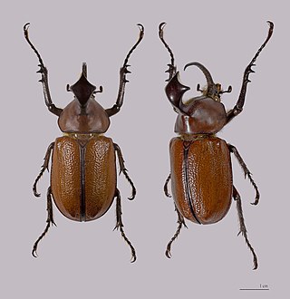 <i>Golofa</i> Genus of beetles