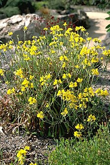 Habit Goodenia glomerata habit.jpg