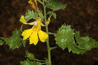 <i>Goodenia kingiana</i> Species of plant