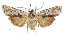 Graphania prionistis female.jpg