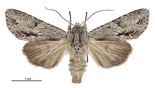 <i>Ichneutica ustistriga</i> Species of moth