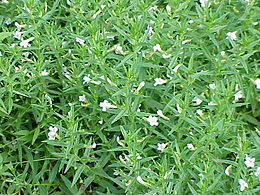 Gratiola officinalis1.jpg