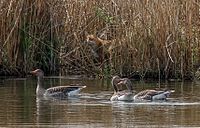 89. Platz: Erikottodamm Neu! mit Ein Fuchs (Vulpes vulpes) lauert den Graugänsen (Anser anser) im Moor auf, aufgenommen im Naturschutzgebiet „Schweinsberger Moor“, Hessen