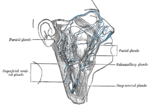 Thumbnail for Facial lymph nodes