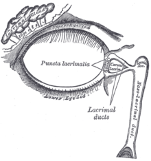 A diagram showing the lacrimal apparatus Gray896.png