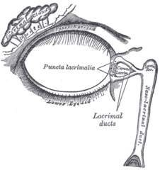 The lacrimal apparatus. Right side