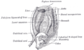 Schema vývoje lidského embrya starého šest týdnů: do ventrálního mezogastria vrůstají játra a rozdělují ho tak na srpovitý vaz a malou oponu.