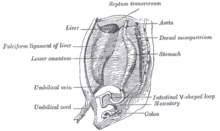 The primitive mesentery of a six weeks' human embryo, half schematic. (Lesser omentum labeled at left.) Gray984.png