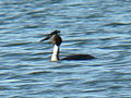 Great Crested Grebe-Mindaugas Urbonas.jpg