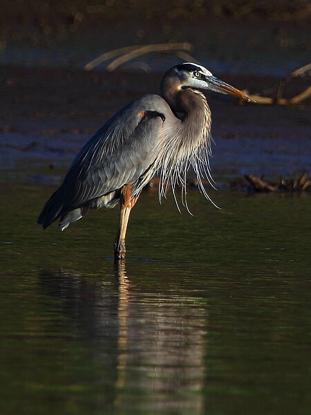 File:Great blue heron (16503973769).jpg