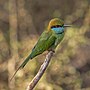 Thumbnail for Asian green bee-eater