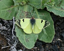 קצה שחור ירקרק (Euchloe charlonia) 2.jpg