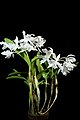 Guarianthe skinneri white colour