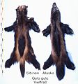 Сибирь ба Аляска нохой зээхийн арьс.
