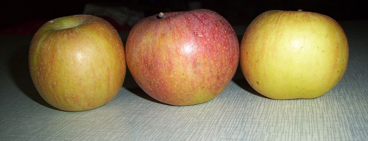 国光 (リンゴ) - Wikipedia