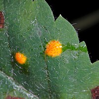 Spermogonia op wilde lijsterbes