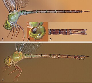 <i>Gynacantha immaculifrons</i> Species of dragonfly