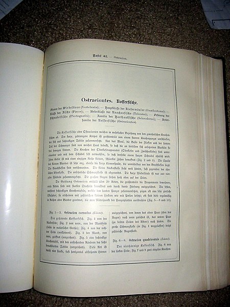 File:Haeckel Ostraciontes text1.JPG