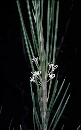 <i>Hakea macrorrhyncha</i> Species of shrub in the family Proteaceae native to Australia