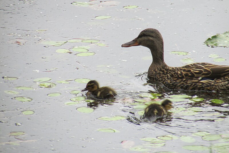 File:Hatchlings 0886.jpg