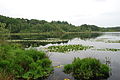 The fen "Hazenputten" in the Vresselse Bossen in Nijnsel