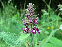 Hedge Woundwort (Stachys sylvatica) .jpg