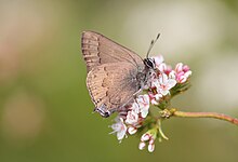 Sövényfrizura (Satyrium saepium), pillangó.jpg