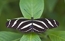 Heliconius charithonia, Mariposario de Icod de los Vinos, Tenerife, Espana, 2012-12-13, DD 04.jpg