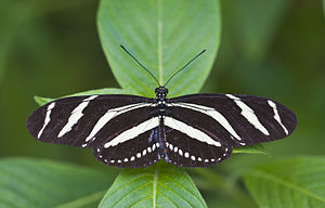 Zebra butterfly (Heliconius charithonia)