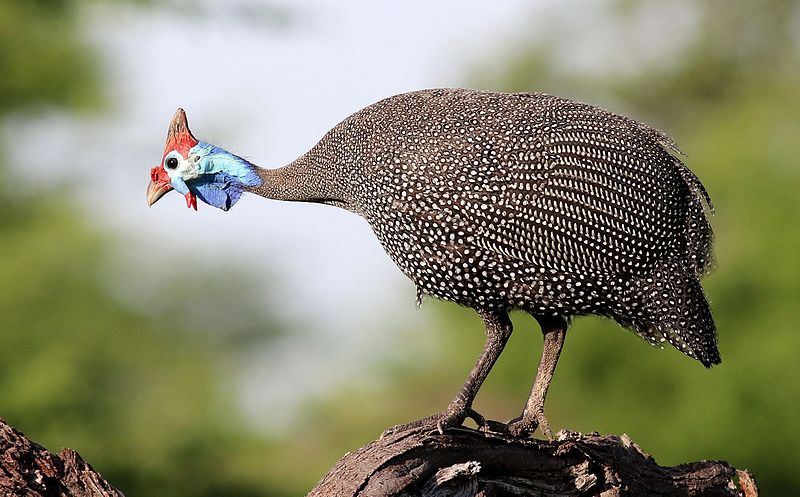 File:Helmeted Guineafowl, Numida meleagris at Elephant Sands Lodge, Botswana (31892609040).jpg