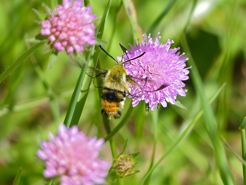 File:Hemaris tityus (14222290024).jpg