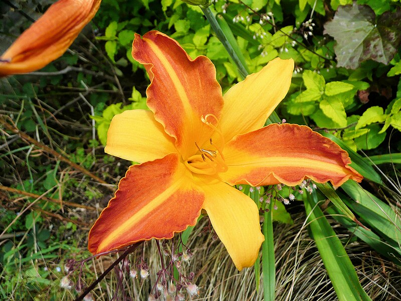 File:Hemerocallis.jpg