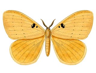 <i>Hemijana</i> Genus of moths