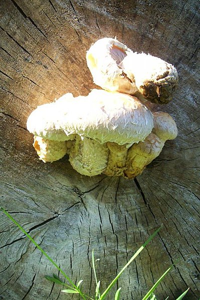 File:Hemipholiota populnea 23268914.jpg