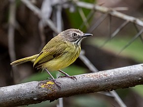 Imagine Descriere Hemitriccus striaticollis - Tiran Tody cu gât dungat;  Arari;  Maranhão, Brazilia.jpg.