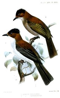 1890 in birding and ornithology